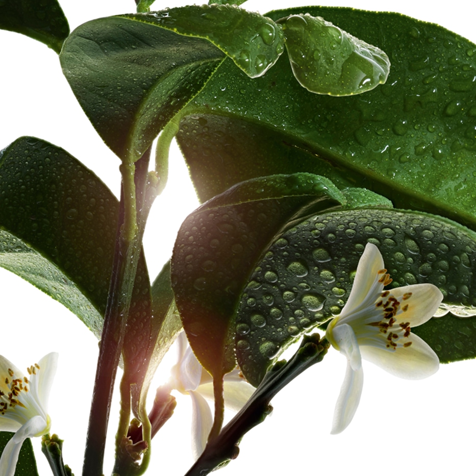 Bitter appelsintr&aelig;-&Oslash;kologisk bitter appelsinblomst vand-Citrus aurantium amara (bitter orange) flower water