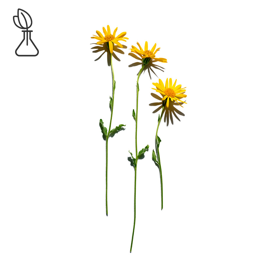 Arnica-Arnicaekstrakt-Arnica montana flower extract