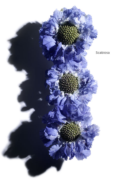 Scabiosa