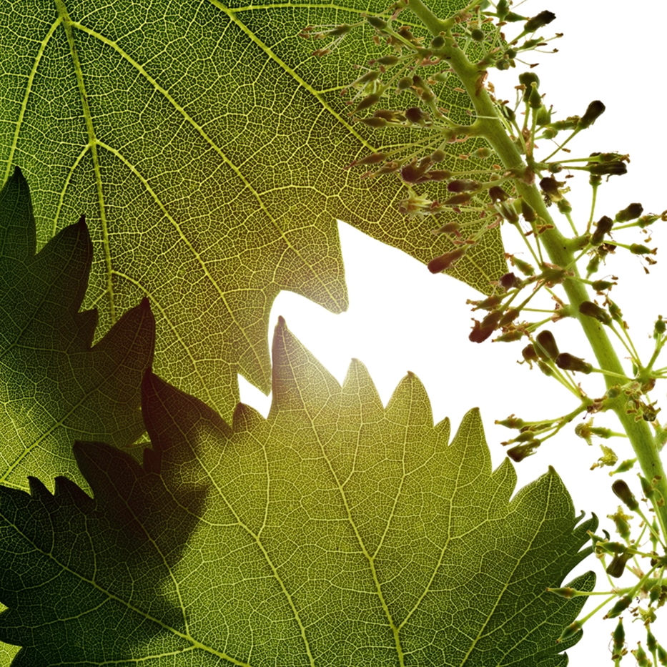 Vinstok-Vine blomster celle ekstrakt-Vitis vinifera (grape) flower cell extract