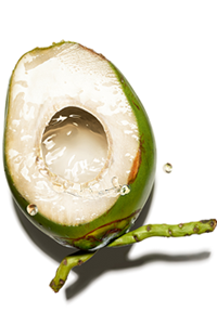coconut