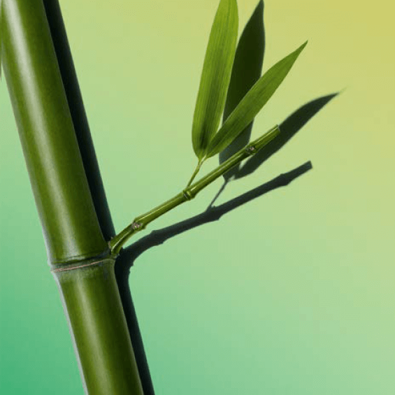 Bambuspulver