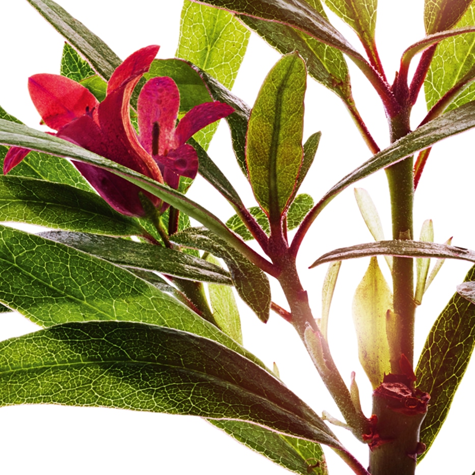 Alpenrose-Alpenrose ekstrakt-Rhododendron ferrugineum extract