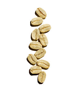 Coffee Bush