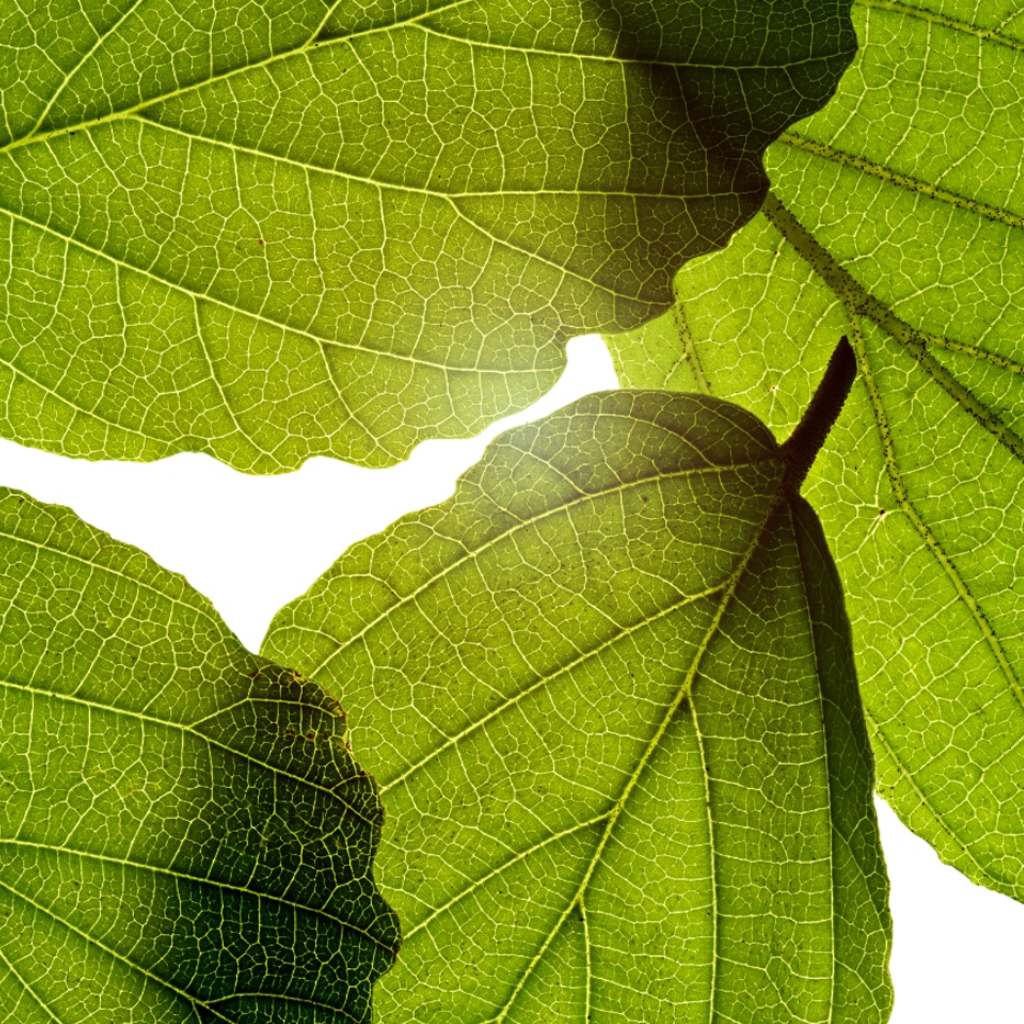 Heksehasel-Heksehasleekstrakt-Hamamelis virginiana (witch hazel) leaf extract