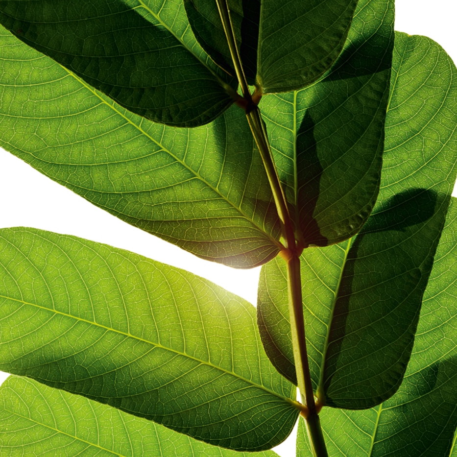 Senna-Senna ekstrakt-Cassia alata leaf extract