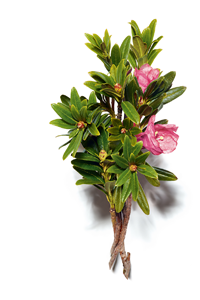 Alperose