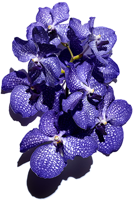 Blue Orchid