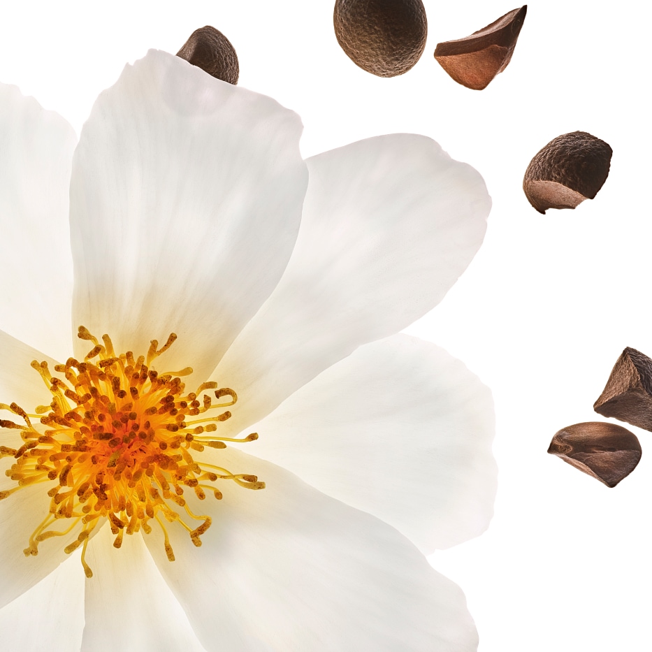 Kameliablomst-&Oslash;kologisk kamelia olie-Camellia oleifera seed oil