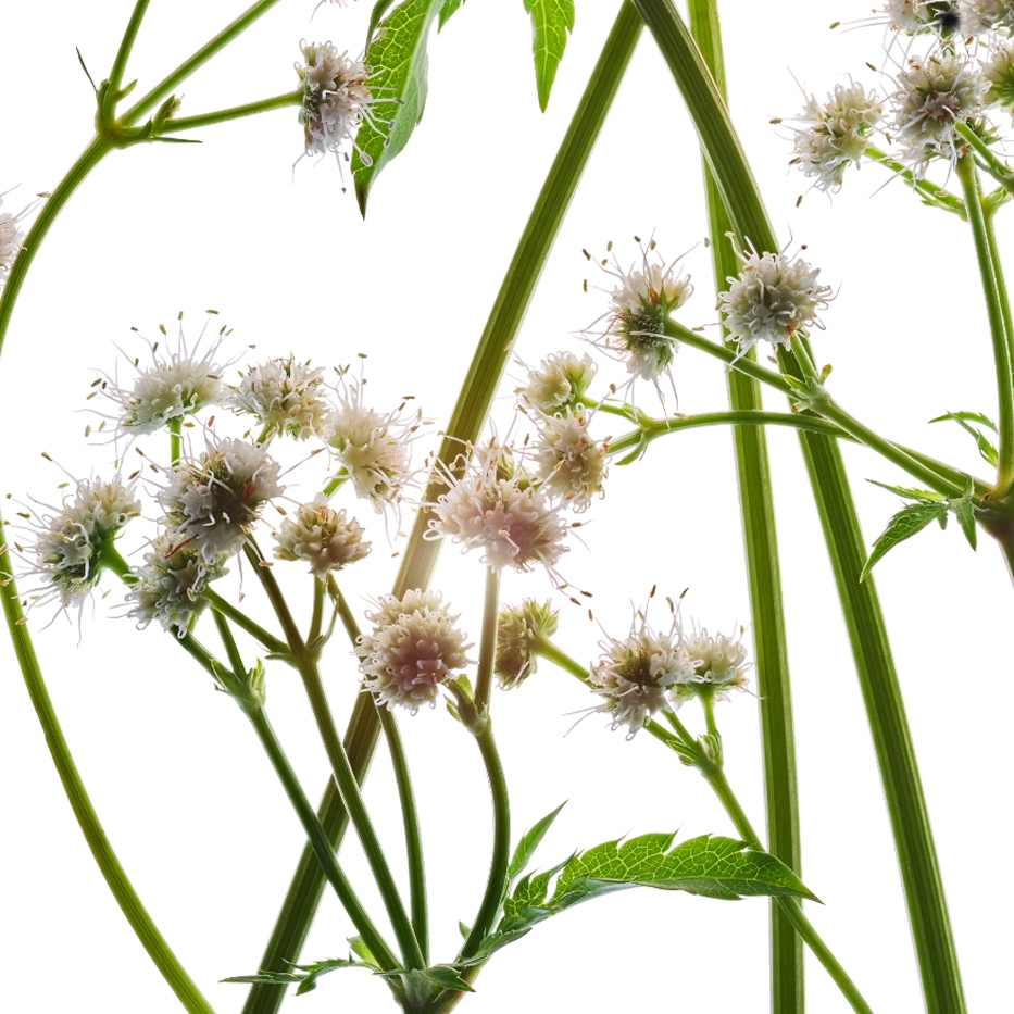 Sanikel-&Oslash;kologisk sanicle ekstrakt-Sanicula europaea extract