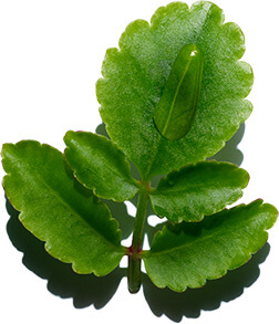 Life plant