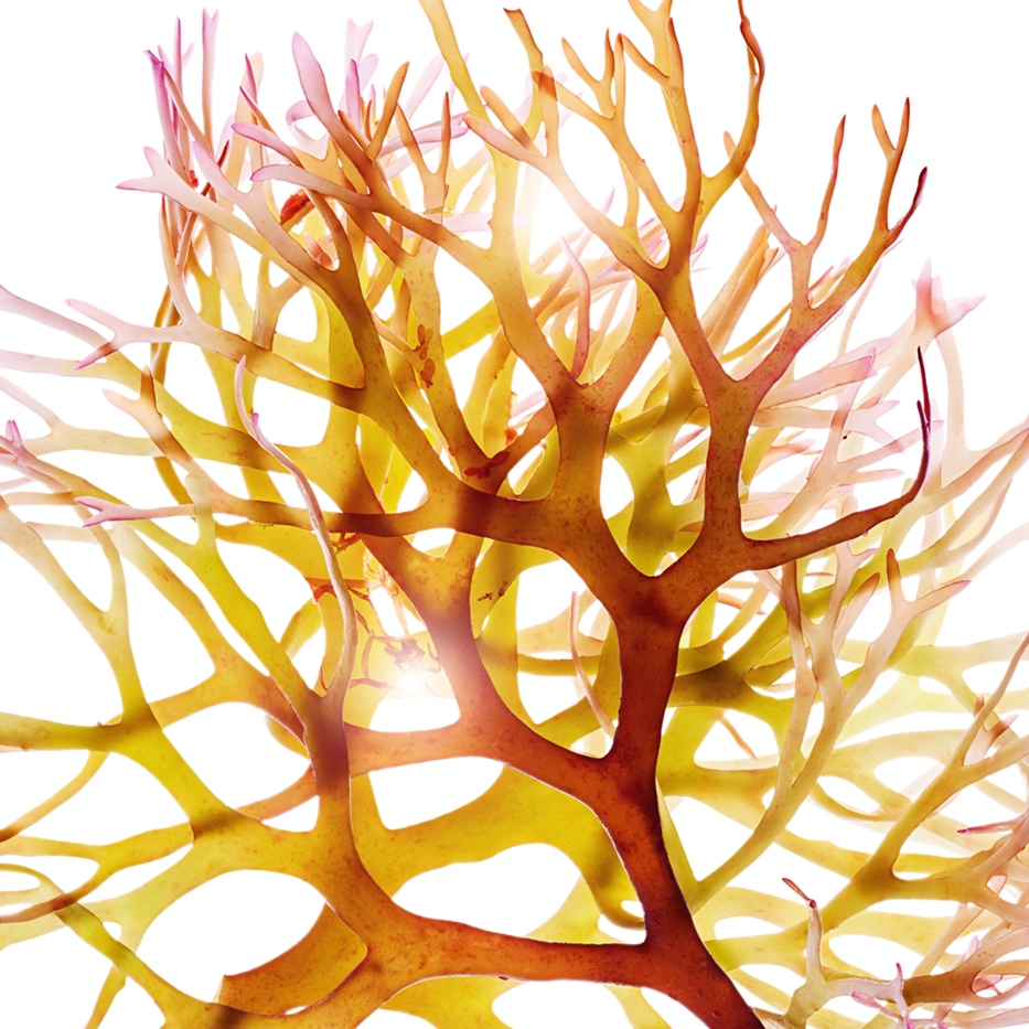 Irsk mos-Irsk mossekstrakt-Chondrus crispus (carrageenan) extract