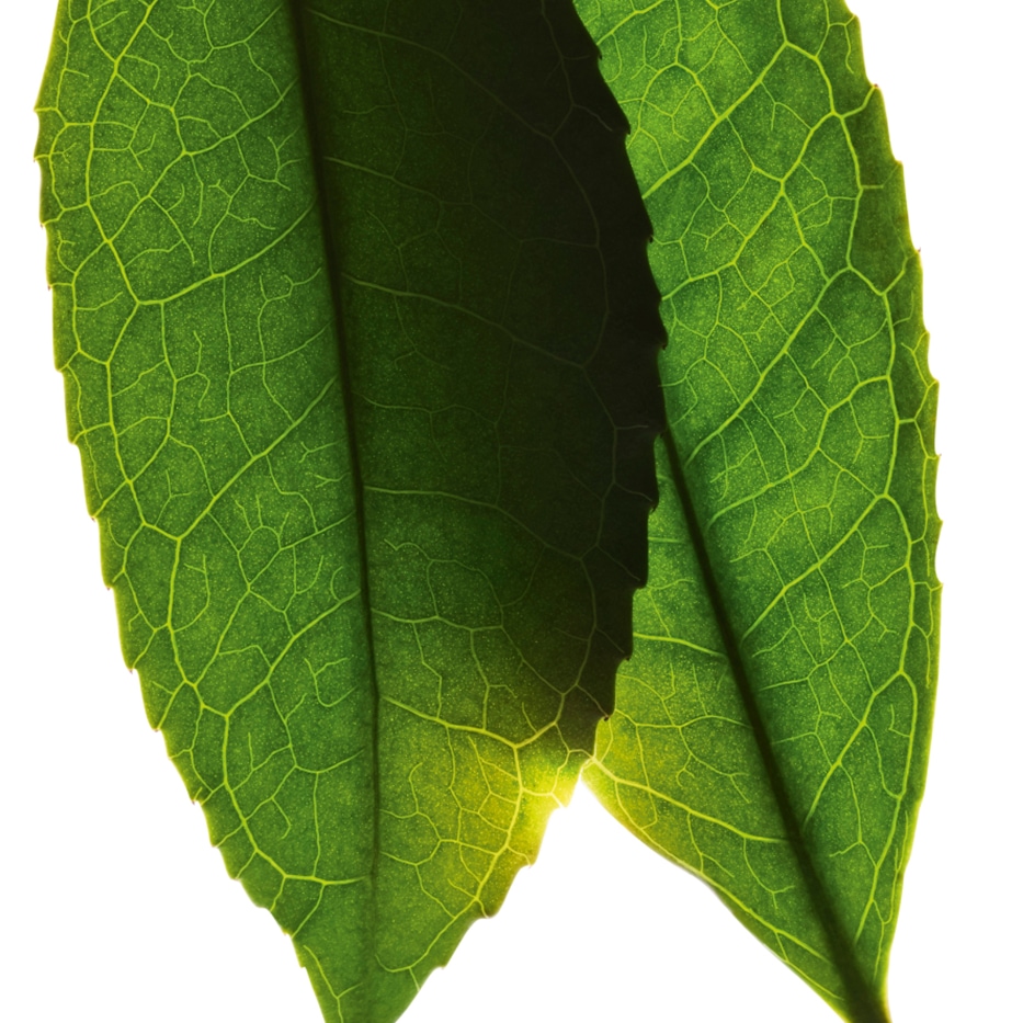 Teaplant-Hvid te ekstrakt-Camellia sinensis leaf extract