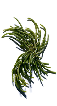 Organic Salicornia