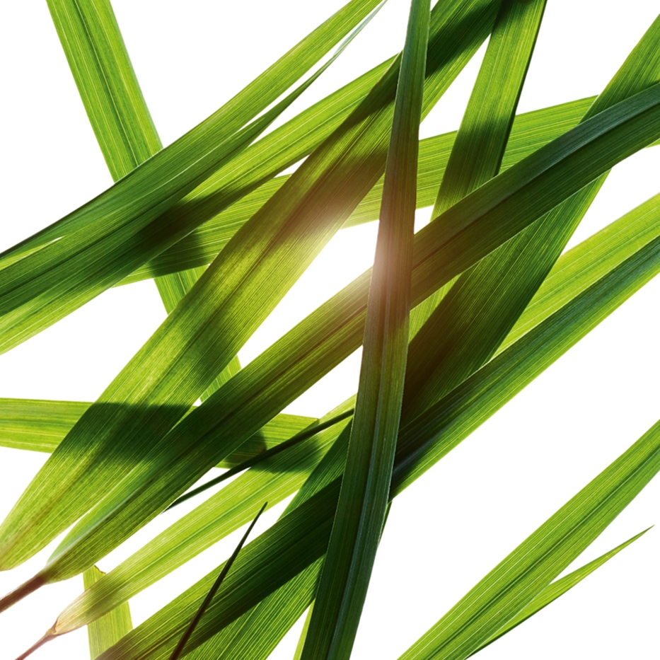 Bison gr&aelig;s-Bison gr&aelig;s ekstrakt-Hierochloe odorata extract