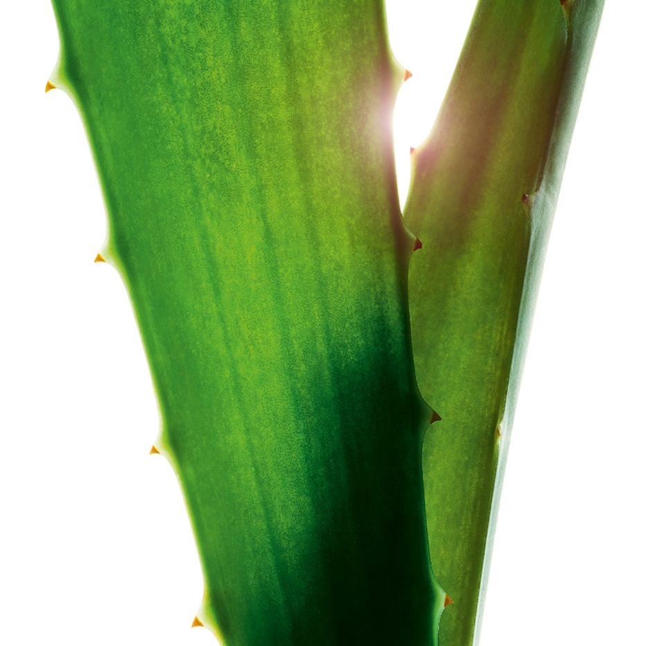 Aloe vera-Aloe vera ekstrakt-Aloe barbadensis leaf juice,aloe barbadensis leaf juice powder