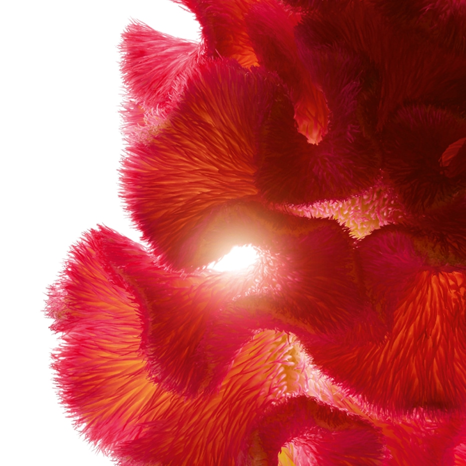 Celosia-Celosia ekstrakt-Celosia cristata flower extract