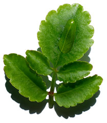 Organic Leaf of life visual