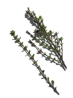 Myrothamnus