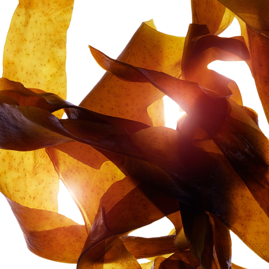 Wakame-&Oslash;kologisk wakameekstrakt-Undaria pinnatifida extract