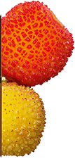 Frugter fra jordbærtræ