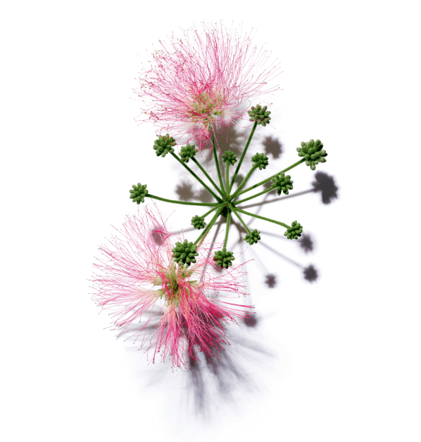 Albizia