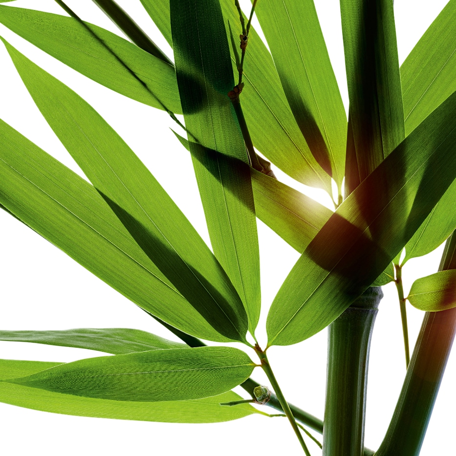 Bambus-Bamboo pulver-Bambusa arundinacea stem extract