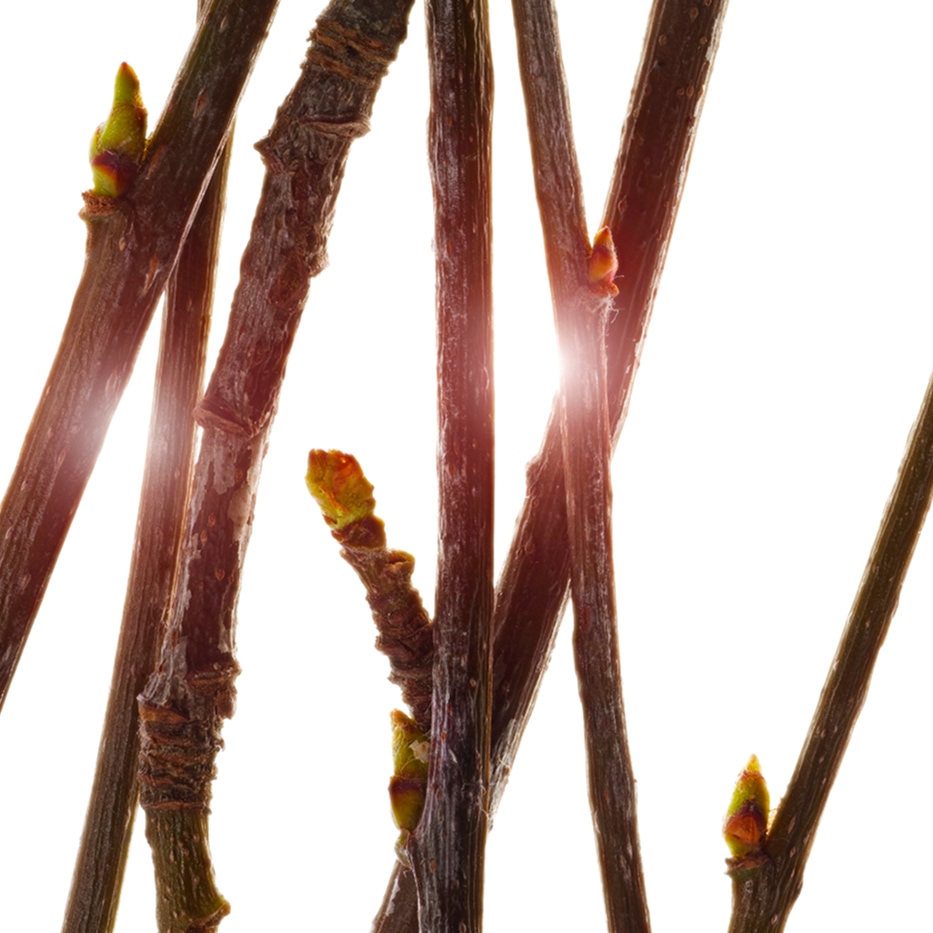 Servicetr&aelig;-&Oslash;kologisk service tr&aelig; knopp ekstrakt-Pyrus sorbus bud extract