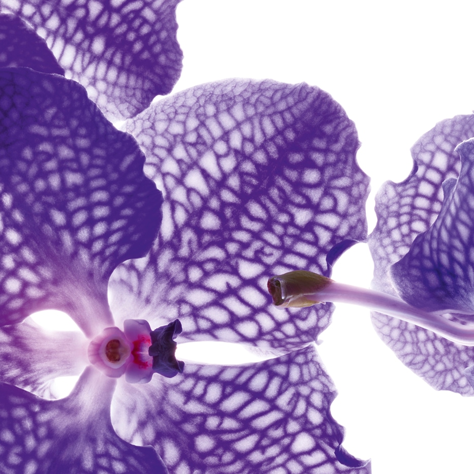 Bl&aring; orkid&eacute;-Bl&aring; orchid ekstrakt-Orchid extract,vanda coerulea extract