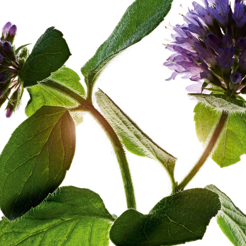 Vandmynt-&Oslash;kologisk vandmynte-Mentha aquatica leaf extract