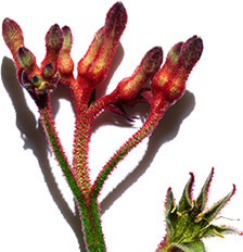 Kængurublomst
