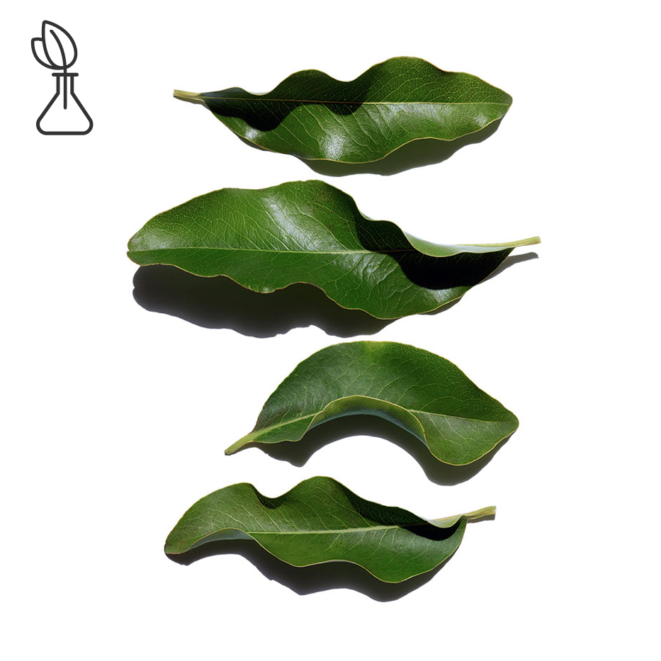 Afrikansk ebony-Organisk afrikansk ebony ekstrakt-Diospyros mespiliformis leaf extract
