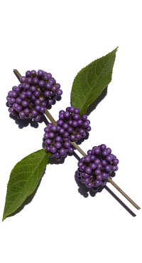 Callicarpa